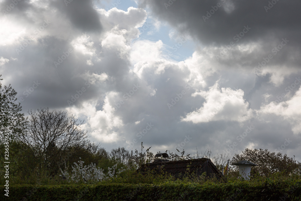 Obraz premium Blooming branches and dramatic sky