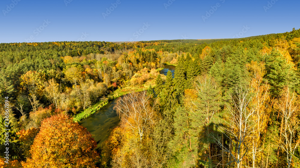 Forest in autumn panorama