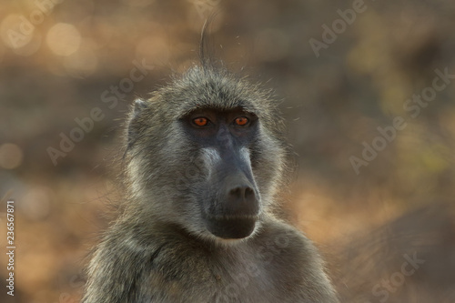 The detail of face of chacma baboon (Papio ursinus) or cape baboon with brown background © Karlos Lomsky