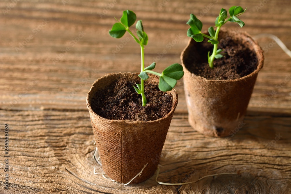 Young plant of pea, seedling in small pot isolated on wooden background. Young plant of pea, seedling in small pot isolated on wooden background.