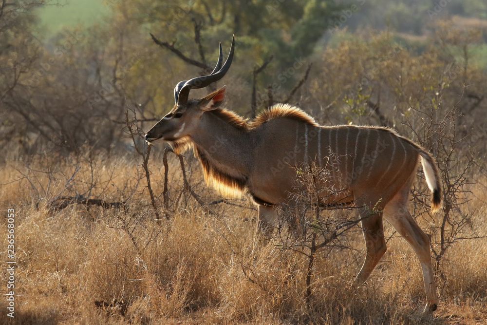 The greater kudu (Tragelaphus strepsiceros) is walking in savanna and bush with big horns The greater kudu (Tragelaphus strepsiceros) is walking in savanna and bush with big horns