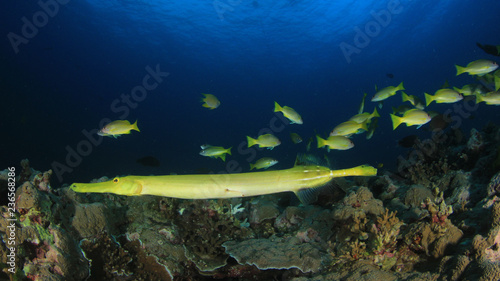 Fototapeta Naklejka Na Ścianę i Meble -  Fish on coral reef 