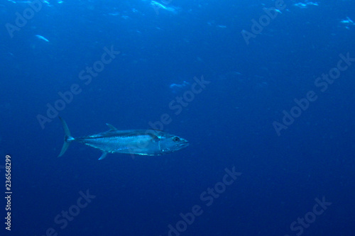 Tuna fish underwater  © Richard Carey