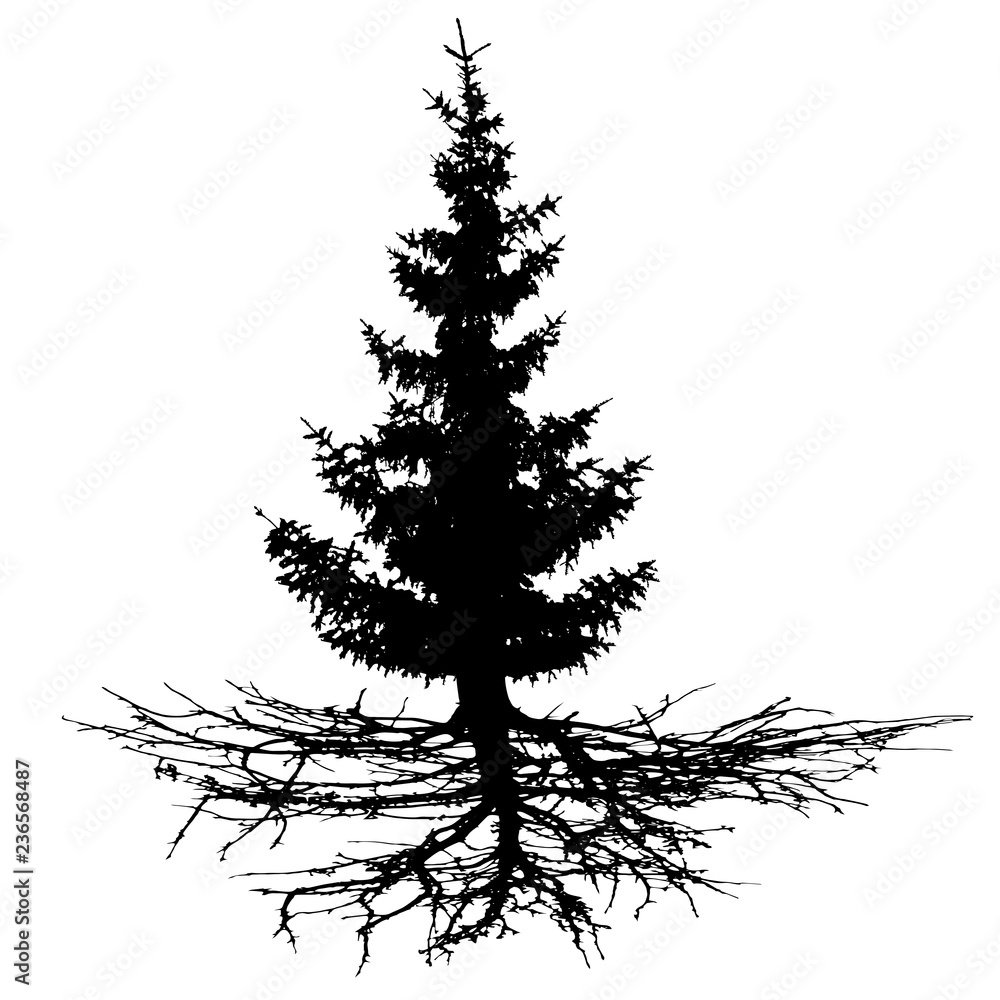 Conifer tree with roots vector silhouette. Wood Christmas tree