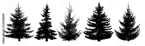 Forest trees set. Isolated vector silhouette. Christmas tree, fir-tree, pine, pine-tree, Scotch fir, cedar