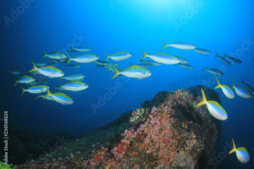 Fototapeta Naklejka Na Ścianę i Meble -  Fish school on coral reef underwater 