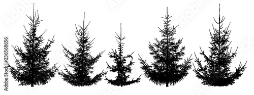 Forest Christmas trees, set. Isolated vector silhouette