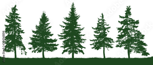 Forest fir trees silhouette. Christmas tree. Coniferous green spruce. Vector on white background, isolated objects. Parkland, park, garden © nosyrevy