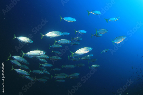 Mackerel fish 