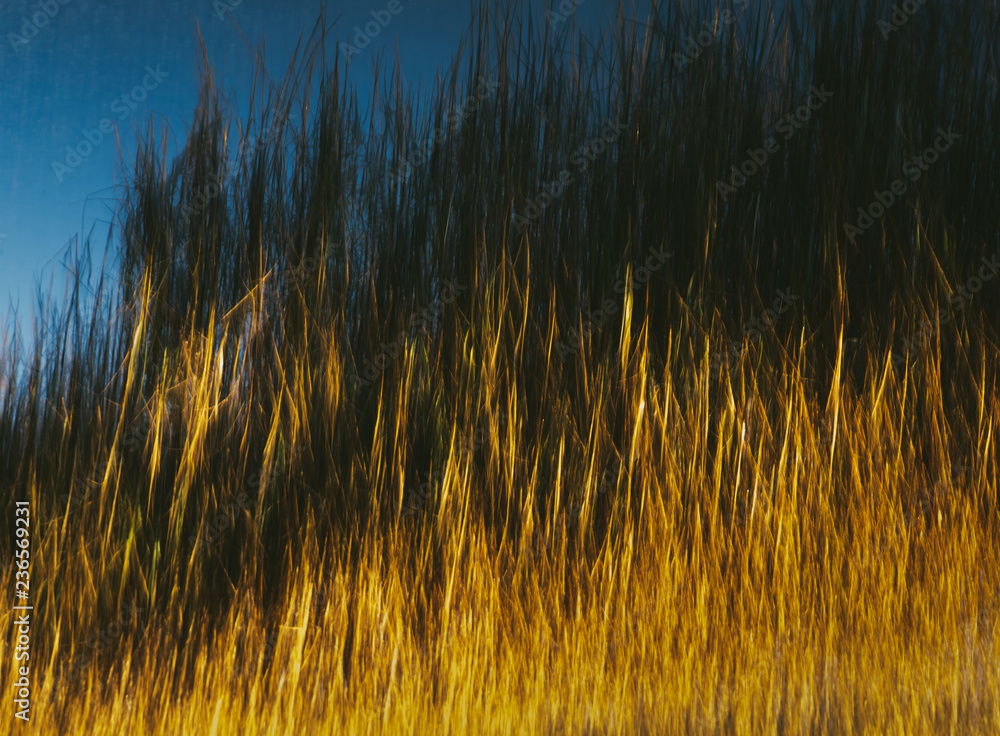 Abstract of marsh grasses at dawn, Tamales Bay, Point Reyes National Seashore, California Abstract of marsh grasses at dawn, Tamales Bay, Point Reyes National Seashore, California