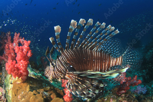 Lionfish fish on coral reef 