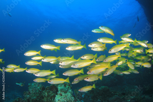 Fish school on coral reef underwater 
