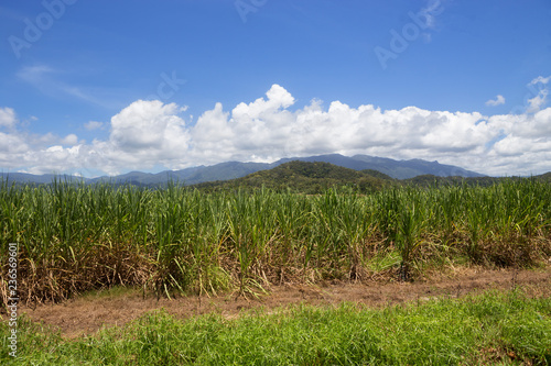 Sugar cane growing in Tropical North Queesland, Australia photo