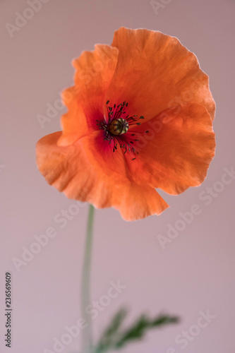 Fototapeta Naklejka Na Ścianę i Meble -  Beautiful red poppy with its leaf on pink background