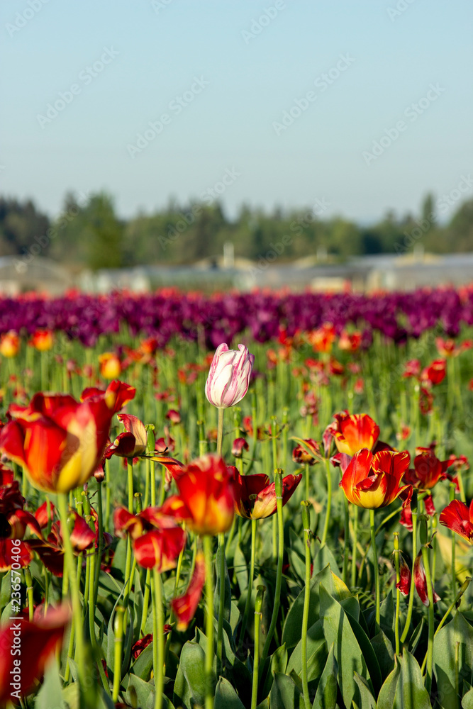 Fototapeta premium Pink tulip 