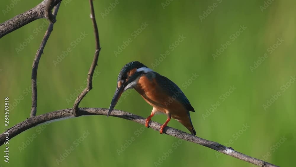 Common Kingfisher migration bird in Thailand and Southeast Asia. Common Kingfisher migration bird in Thailand and Southeast Asia.
