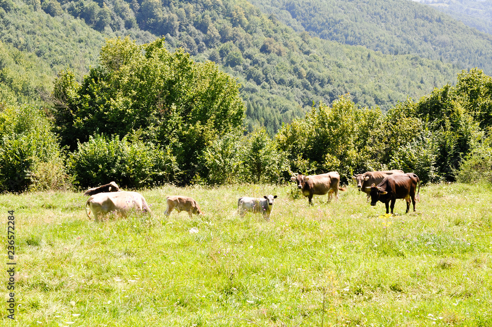 Fototapeta premium Maramures, Rumänien