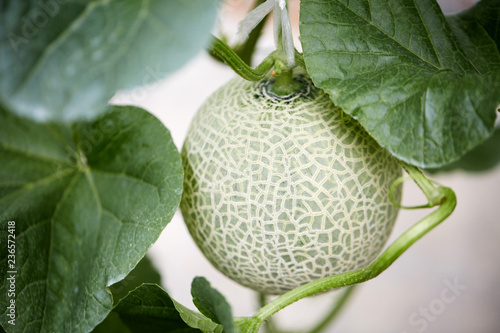 Japanese fruit melon plantation, in the greenhouse. Thailand's travel
