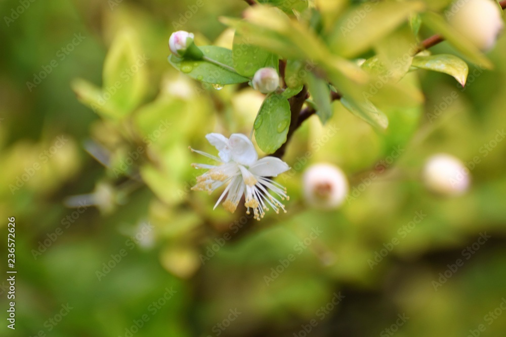 Fototapeta premium beautiful Cyprus spring morning 