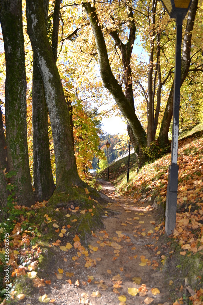 Fototapeta premium autumn