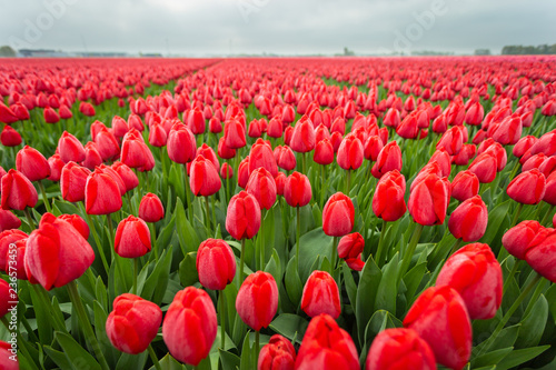 Red tulips in field. close up of flowers
