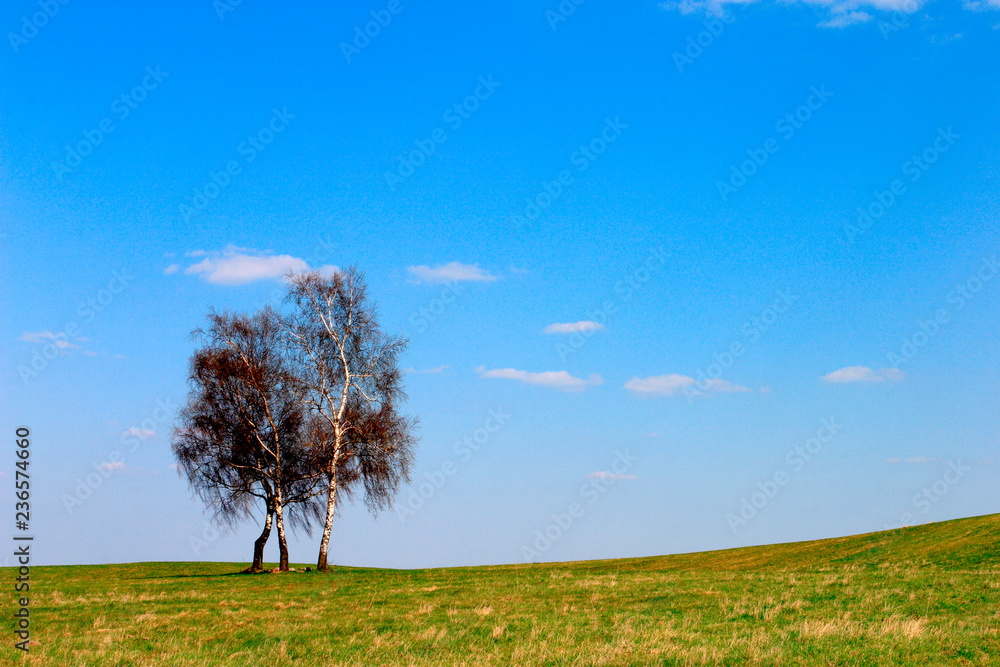 Early spring panoramic landscape of meadow with lonely birch in Warmia region of northern Poland Early spring panoramic landscape of meadow with lonely birch in Warmia region of northern Poland