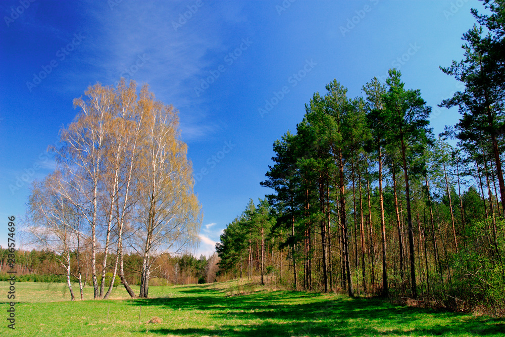 Early spring panoramic landscape of meadows and woods with birches in Warmia region of northern Poland Early spring panoramic landscape of meadows and woods with birches in Warmia region of northern Poland
