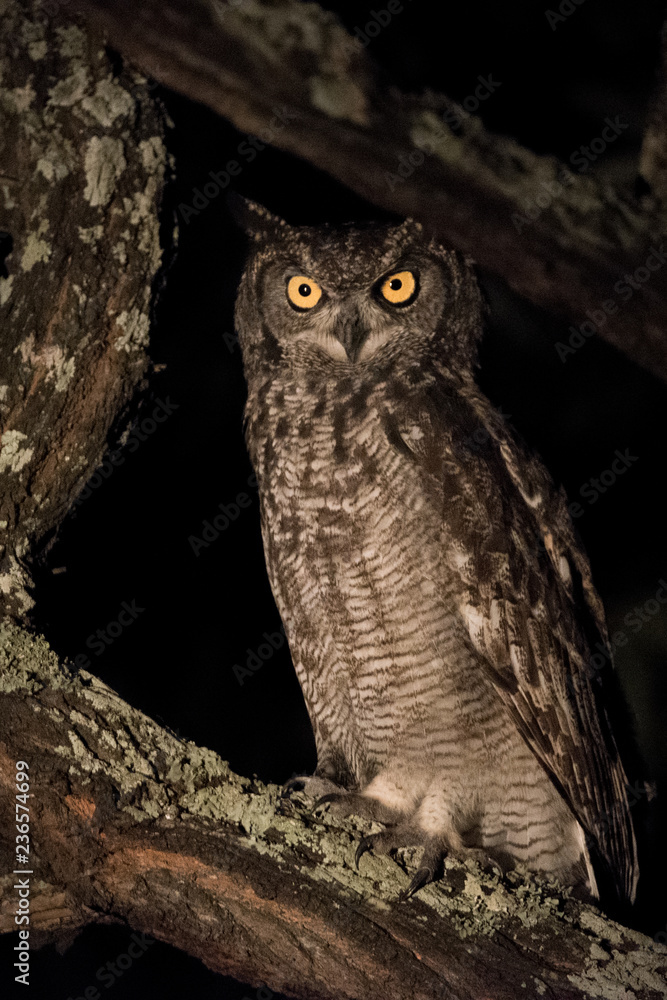 Obraz premium Spotted Eagle Owl