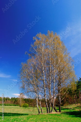 Early spring panoramic landscape of meadows and woods with birches in Warmia region of northern Poland