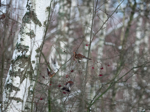 Winter forest!Birds pecking berries!