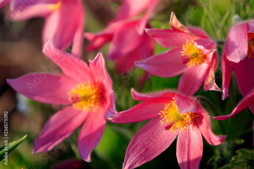 Blooming Eastern Pasque flower  knows also as Prairie Crocus or Cutleaf Anemone - Pulsatilla patens - in spring season in a botanical garden