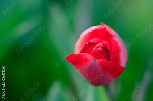 Blooming Botanical Tulip flower - Tulipa - in spring season in a botanical garden