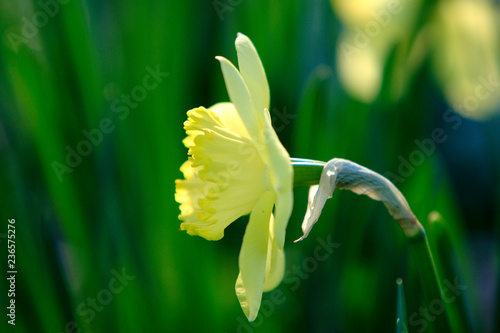 Blooming Narcissus flower, knows also as Wild Daffodil or Lent lily - Narcissus pseudonarcissus - in spring season in a botanical garden photo