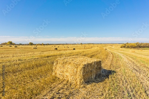 straw bales in harvested fields