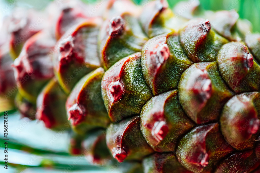 Fototapeta premium Colorful pine cone on the evergreen pine, macro view. Fir-tree, conifer, pine background.