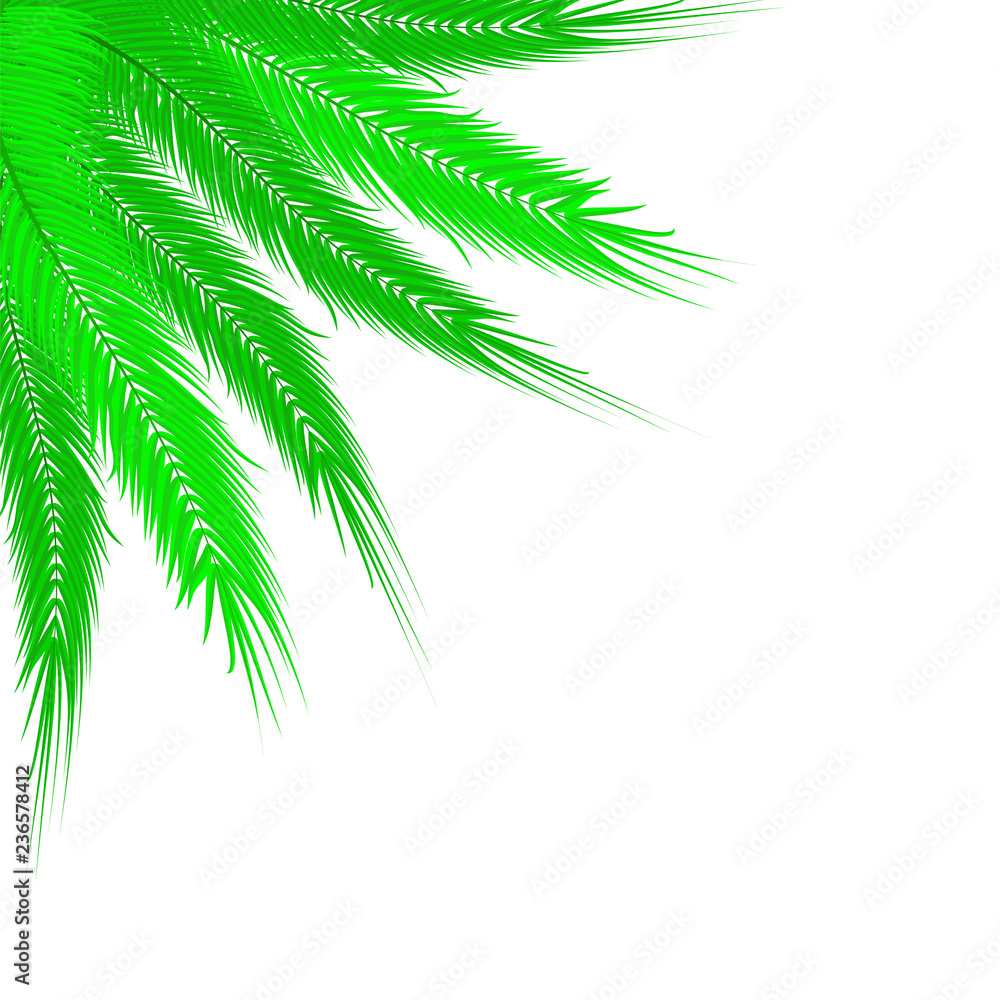 Vector image of realistic palm branches on an isolated white background