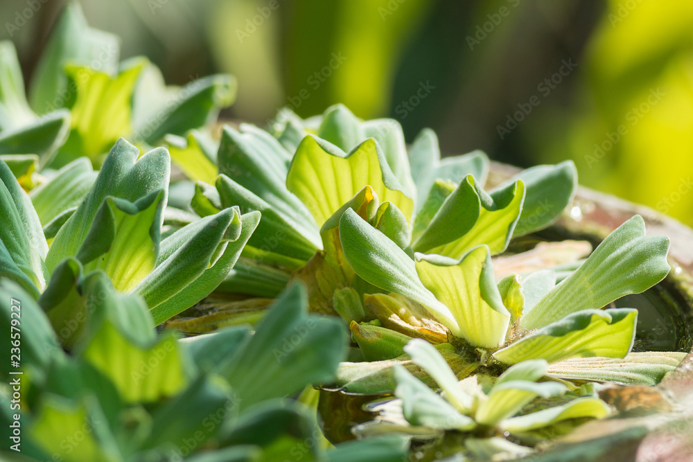 Fototapeta premium Common duckweed or waterplant in small pot