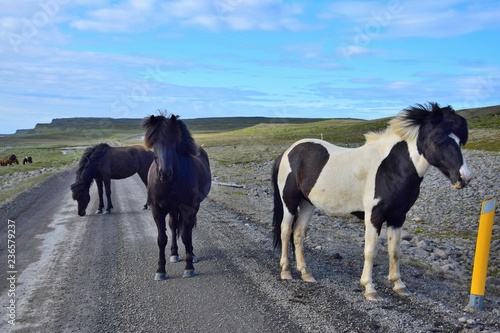 Fototapeta Naklejka Na Ścianę i Meble -  In remote parts of Iceland you may expect free running horses, even on the gravel road. The north of peninsula Skagi.