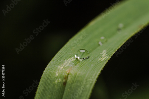 Green grass with water drops