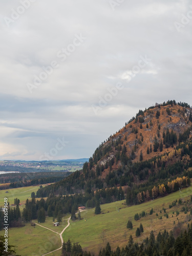 Pine forest on the hill in autumn