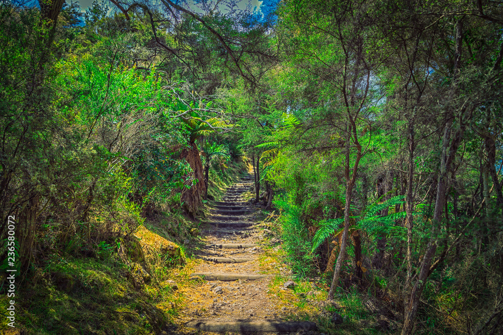 Obraz premium Trail in New Zealand forest near Auckland