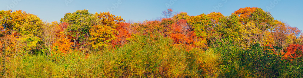 Panoramic view of colorful tree tops in autumn season