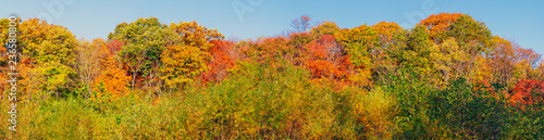 Panoramic view of colorful tree tops in autumn season