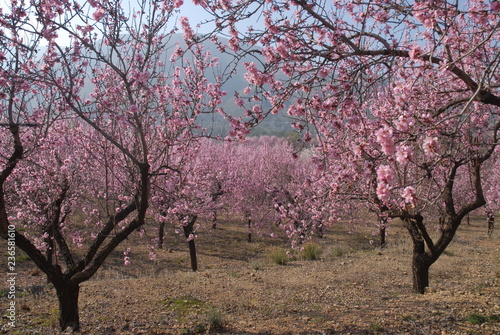 Almond trees covered in pink blossom, Jalon Valley, Alicante Province, Spain. photo