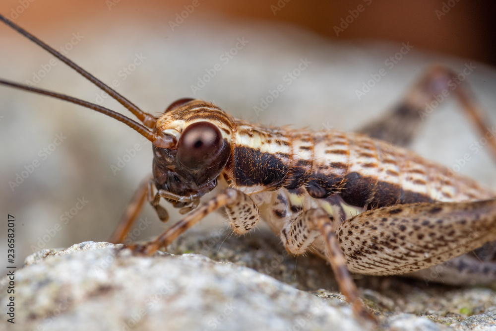 Face portrait of a striped true cricket (gryllidae) foraging on a rainforest floor in Queensland, Australia Face portrait of a striped true cricket (gryllidae) foraging on a rainforest floor in Queensland, Australia
