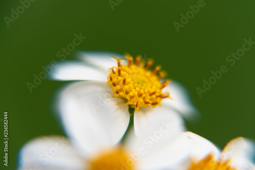 macro of flowers