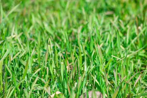 Young, fresh green, grass of rye, easter background