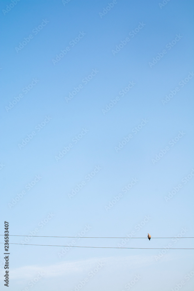Bird on electric cable with blue sky background Bird on electric cable with blue sky background