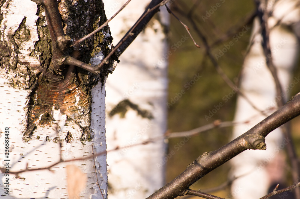 Trunks of birch tree in autumn forest Trunks of birch tree in autumn forest