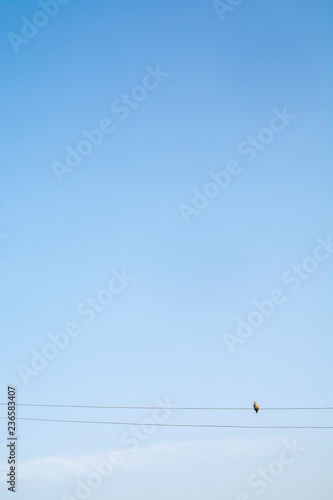 Bird on electric cable with blue sky background